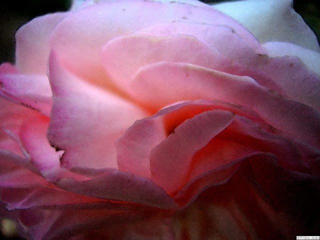 rose-rose-