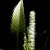 chataignier-feuille-