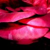 petale-rose-