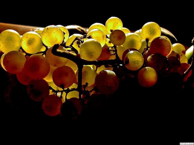 vigne-raisin-