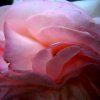 rose-rose-